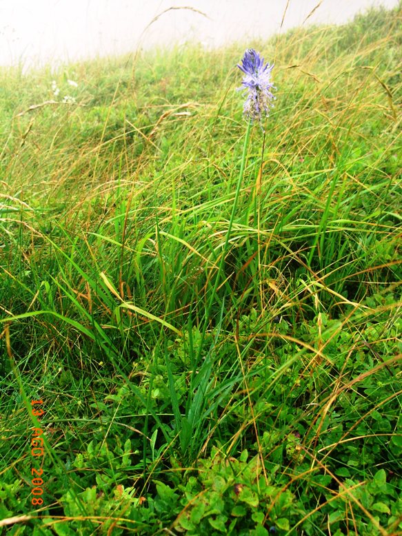Phyteuma scorzonerifolium
